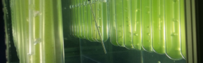 Algae growing in a bioreactor. (Dennis Schroeder, NREL)